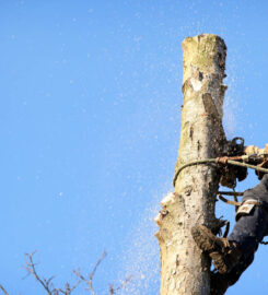 Leicester Tree Services