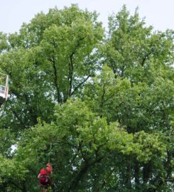 Leicester Tree Services