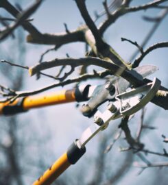 Nottingham Tree Surgeons