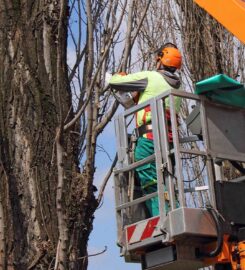 Nottingham Tree Surgeons