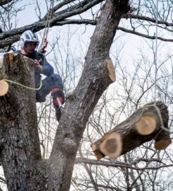 Nottingham Tree Surgeons
