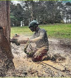 Liverpool Tree Surgeons