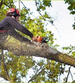 Liverpool Tree Surgeons