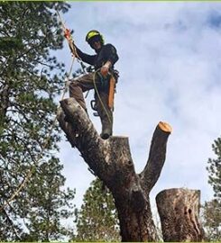 Liverpool Tree Surgeons